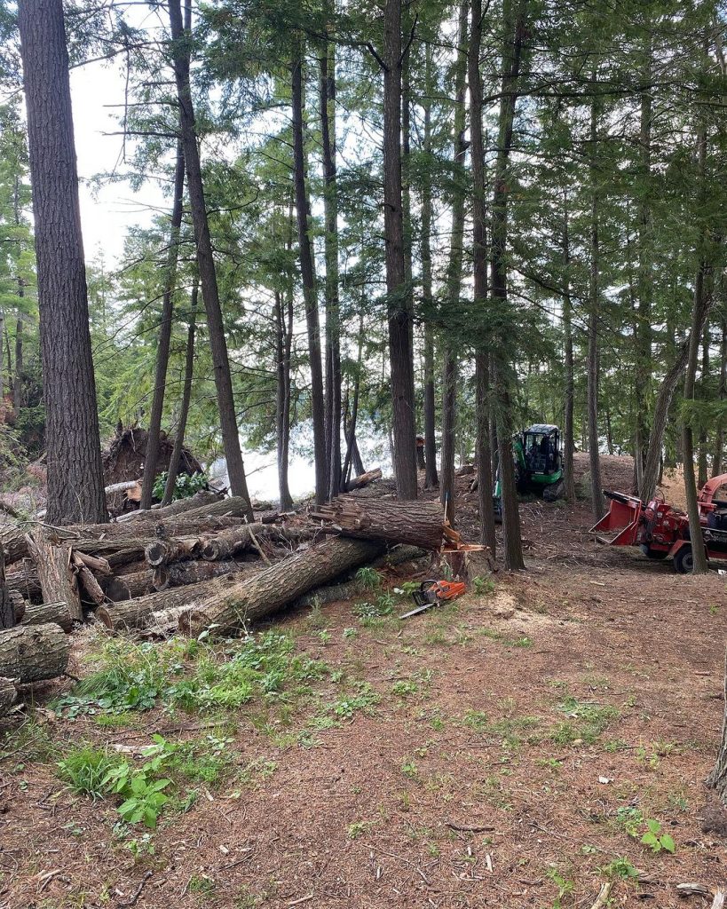 Tree service team removing fallen trees in a wooded area with machinery.