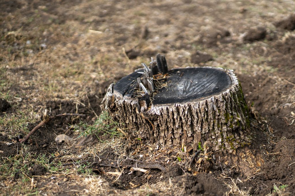 Weathered Tree Stump - Simcoe County