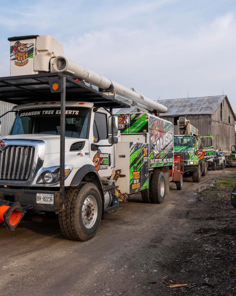 Why Storm Season Is the Right Time to Prune Your Trees – Adamson Tree ...