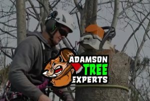 Teamwork Tree Care Expert