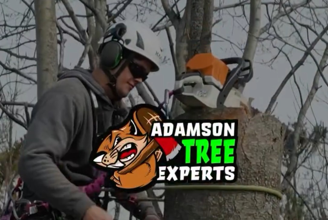 Teamwork Tree Care Expert