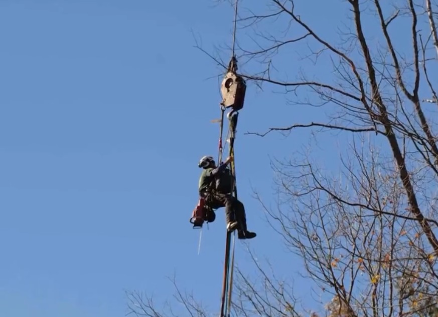 Crane-Assisted Tree Removal Near Homes