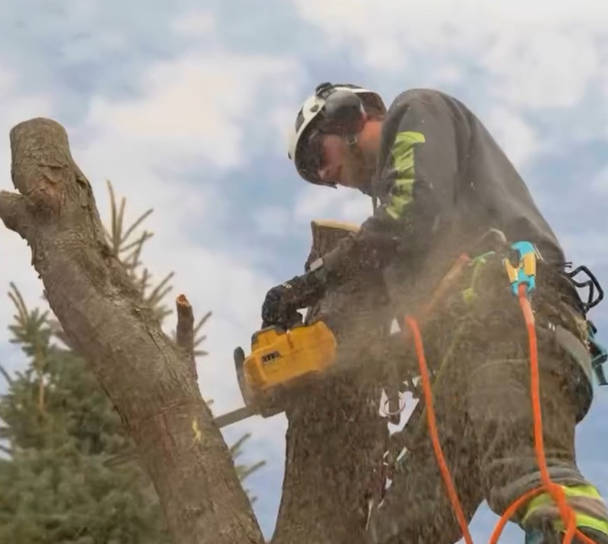 Tree Clearing and Training Day