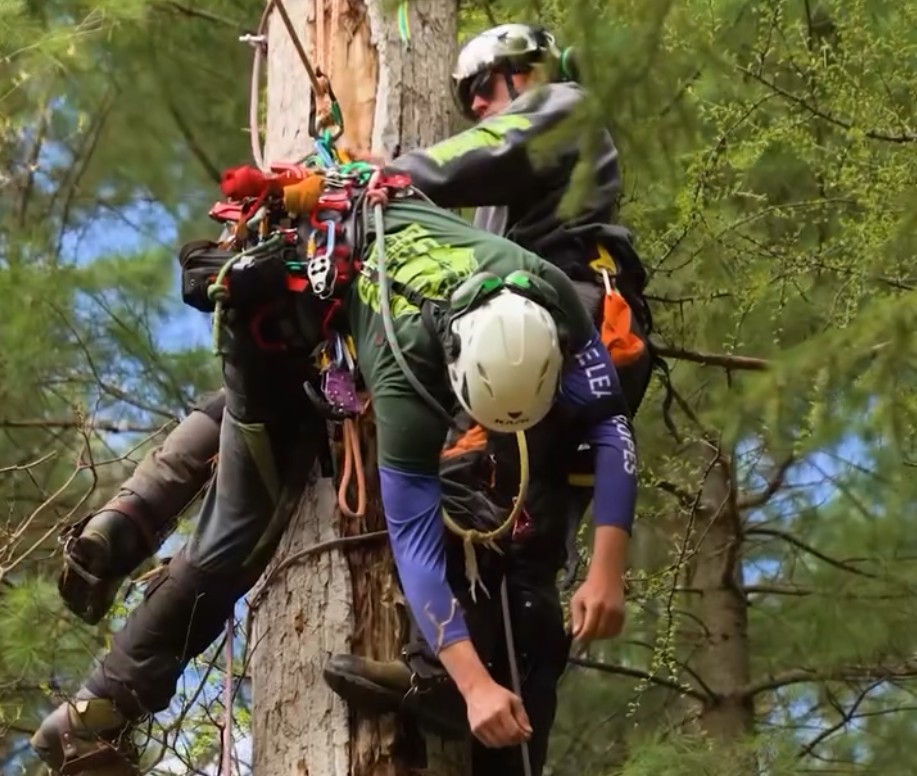 Tree Aerial Training Camp Underway