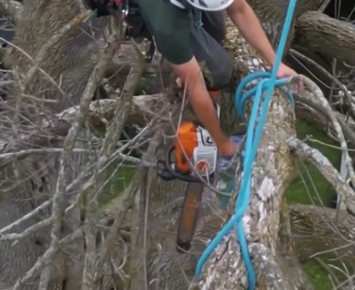 Crane-Assisted Ash Tree Removal in Action