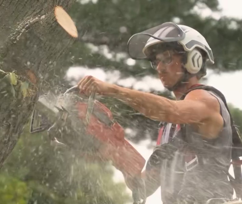 Adamson Tree Experts arborist operating a chainsaw during a large tree removal in Midhurst